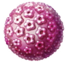 ヒトパピローマウイルス(HPV)